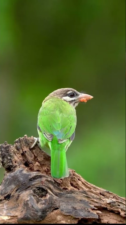 White-Cheeked-Barbet❤❤