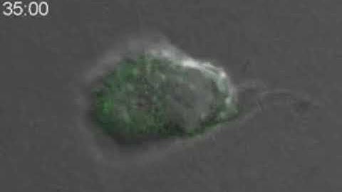 How cells rapidly create protrusions for exploration and movement