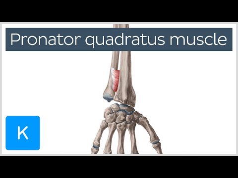 Pronator Quadratus Muscle Function & Location - Human Anatomy | Kenhub