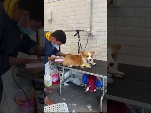 พาน้องซูชิ พันธุ์คอร์กี้วัย6เดือนมาตัดขน | Sushi_Supperdog Corgi
