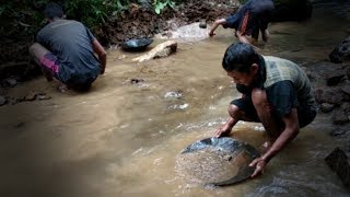 Download lagu Proses Pengambilan Emas Disungai Proses Pengambilan Emas Disungai
