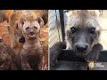 Adorable Hyena Compilation 😍 | Daily Hyenas