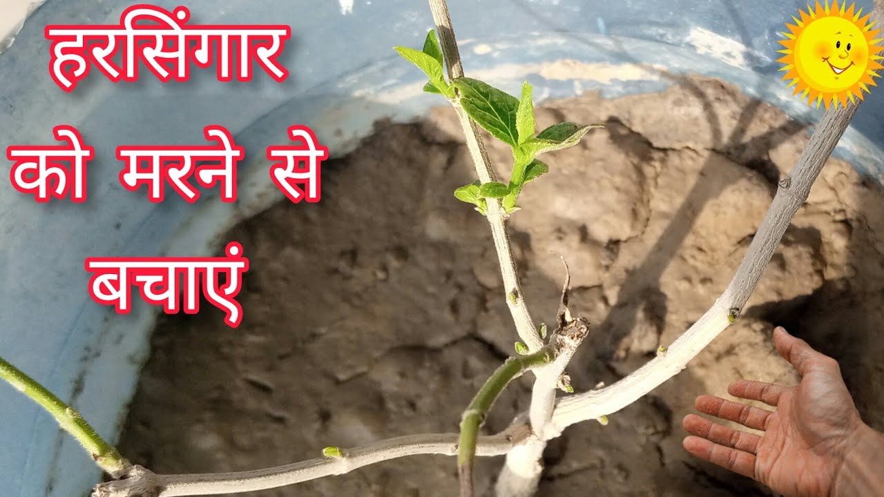        how to save dying parijat plant