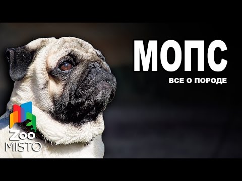 Мопс - Все о породе собаки | Собака породы Мопс