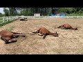 1頭、また1頭・・・
