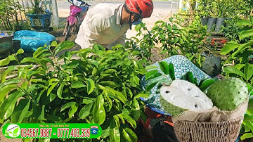 Mãng Cầu Xiêm Thái, cây giống dễ trồng, kinh tế cao