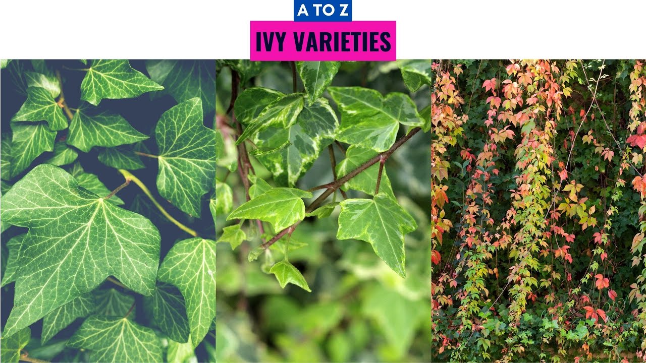 Identifying Ivy Varieties