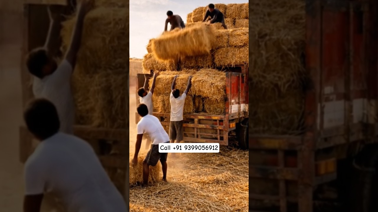 🌾 Wheat Straw Bales Available - Ready to Dispatch! 🚛 | 9399056912
