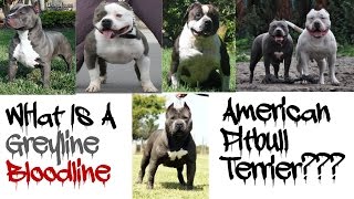 What Is A Greyline Pitbull??? by 2 Pitbulls 6,296 views 7 years ago 5 minutes, 55 seconds