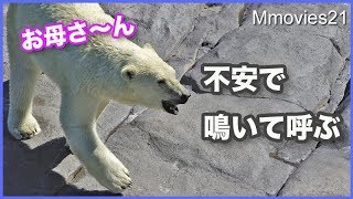 不安で母を呼ぶリラ 落ち着かせようとするララの行動 Polar Bears