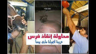 محاولة انقاذ الفرس ماري من الموت !! مقطع ثري بالمعلومات