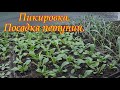 Пикировка ампельной петунии, посадка петунии, Обзор рассадника.