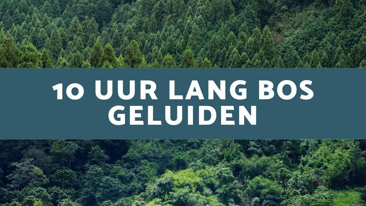 Bos Geluiden 10 uur Lang - Ontspanningsmuziek - Relaxing geluiden