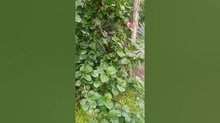 #green #greenery #scenery #trees #plants #leaf #leaves #flowers - DayDayNews