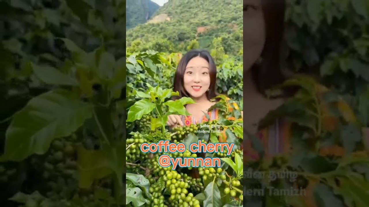 சீனாவின் ஃகாபிச்செரி செடி👌 நான் நிலானி 🤩😋 | coffee cherry nilani | நவீன தமிழ்| Modern Tamizh
