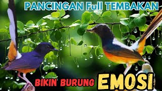 Download lagu Murai Batu Ini Bikin Lawan Lemas, Tembakan Sambung Tanpa Jeda!