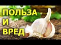 Чем полезен ЧЕСНОК: польза и вред для здоровья и организма человека