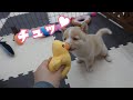 【豆柴】子犬　12/15　男の子♂　摂州宝山荘　mameshiba dog Puppy （mame shiba inu)