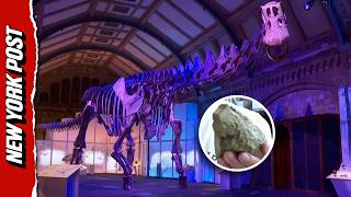 Antarctica’s First-Ever Dinosaur Bone Discovered Collecting Dust In Drawer For Over 40 Years