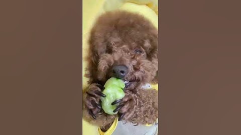 Cơm nước gì chưa người đẹp #trending #funny #dongvat #haihuoc #pets