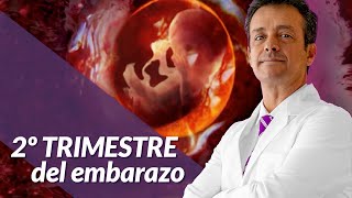 Segundo trimestre del embarazo (Consejos y estudios)