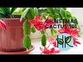 Christmas Cactus 101