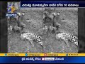 Leopard Feared Dead | After at a Time 10 Dogs Attack | at Karnataka -    Kerala Border