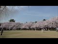 古城公園の桜 2021