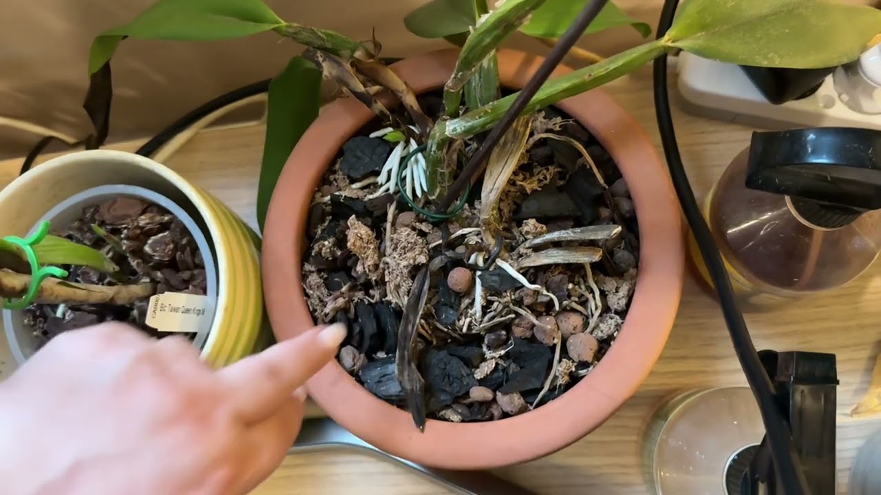 ORKİDELİ EV GEZMESİ ŞERİFE ABLAMIN ORKİDELERİ PART3 🫶🏻