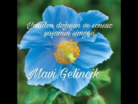 Mavi Gelincik - Meconopsis