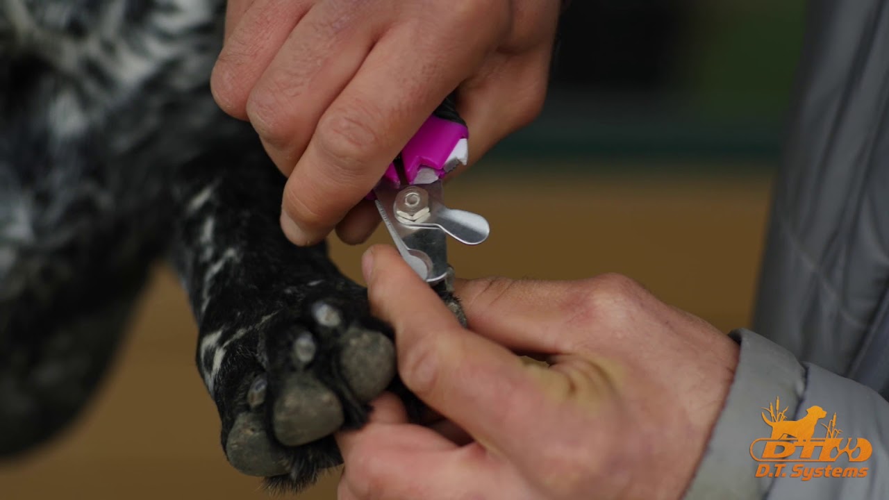How to Trim your dogs nails - YouTube