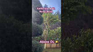 Bursada Ne Lodos Bitiyor, Ne Baş Ağrısı. Bu Çok Hafiflemiş Hali