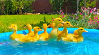 Funny ducklings, chicken and puppies best mix by Funny Ducklings 9,561 views 1 month ago 1 minute, 57 seconds