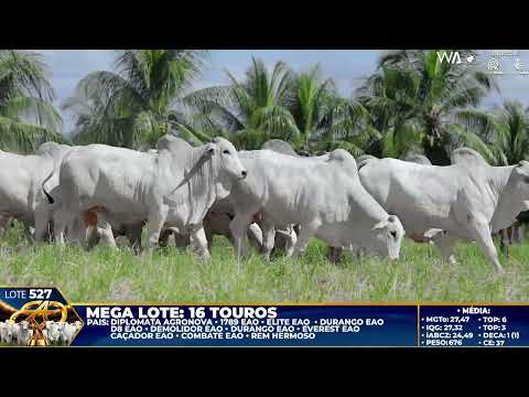 LOTE 527   MEGA LOTE