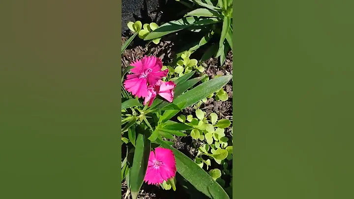 #ThatSauce Mrs. Weems Honorary Grow Bag Update #MI...