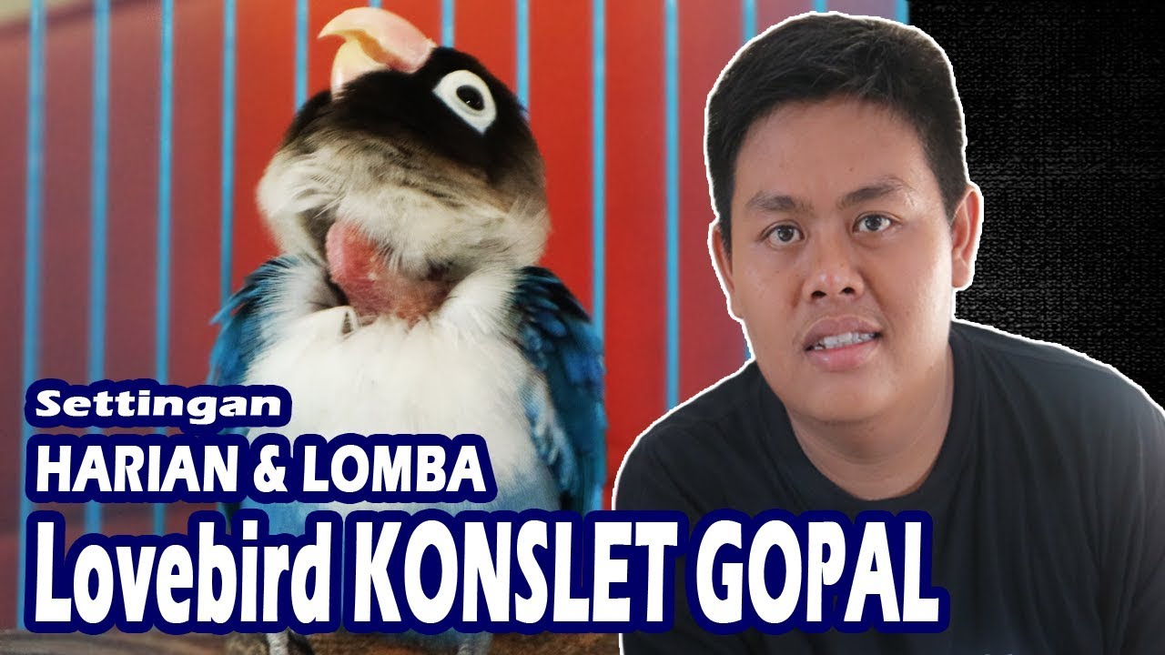 Settingan Cara Perawatan Harian Dan Lomba Lovebird Konslet GOPAL
