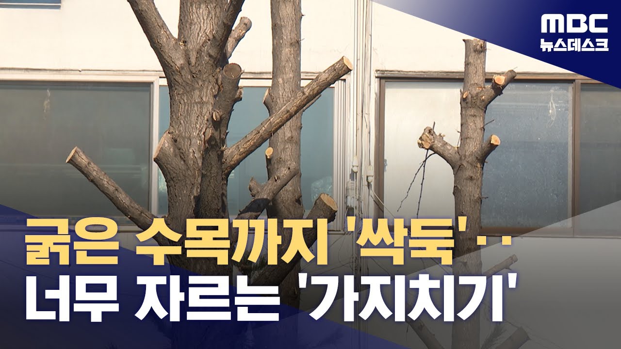'나무 머리'까지 잘라내는 가지치기‥아파트 단지는 사각지대 (2025.04.10/뉴스데스크/MBC)