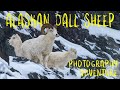 Alaska Photography - Dall Sheep : The Indomitable Spirit