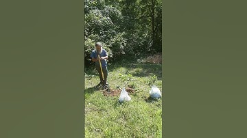 My dad planting an arched pear tree with roots at both ends (short video series: 2 of 7)
