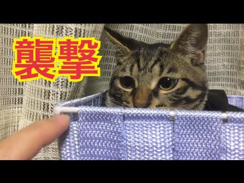 子猫 ムタさん 寝起きを襲撃される。MUTA's life