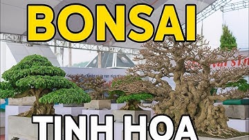 ZBV-PT3:Đẹp hết tầm dàn bonsai mini như mơ tại góc chơi Triệu Điền festival Phú Thọ 2025#bonsaimini 