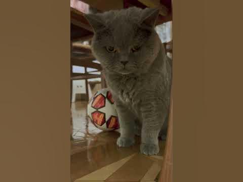 Кошки и мяч - YouTube