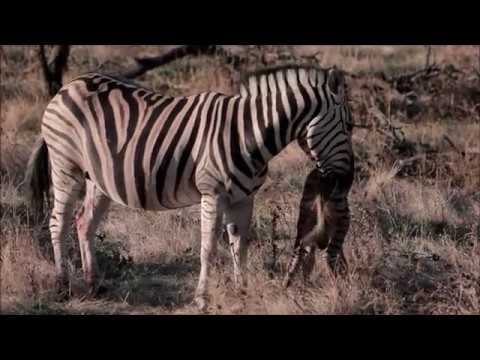 Video: In Georgië Is Een Zebrababy Geboren (foto En Video)