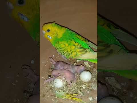 Australian parrot new baby 🤔🤔🤔🥚🥚🥚🐣🐣🐣🐣