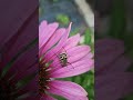 Eurasian Bee Beetle (Trichius fasciatus) / Kameņvabole ✨️