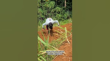 Smart Techniques of Traditional Farmers to Remove Plant Roots to Maximize Soil #shorts