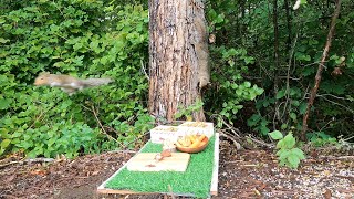 Snack Bar Series. Curious Squirrels Discover Treats..Our Furry Friends Take to the Skies