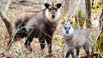 Meet the Japanese Serow (Kamoshika)