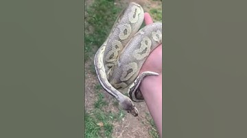 Ball Python Genetics Projects - Super Pastel Cinnamon