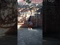#calisthenics #handstandpress #clap #pushup #pushup #combo #shortvideo